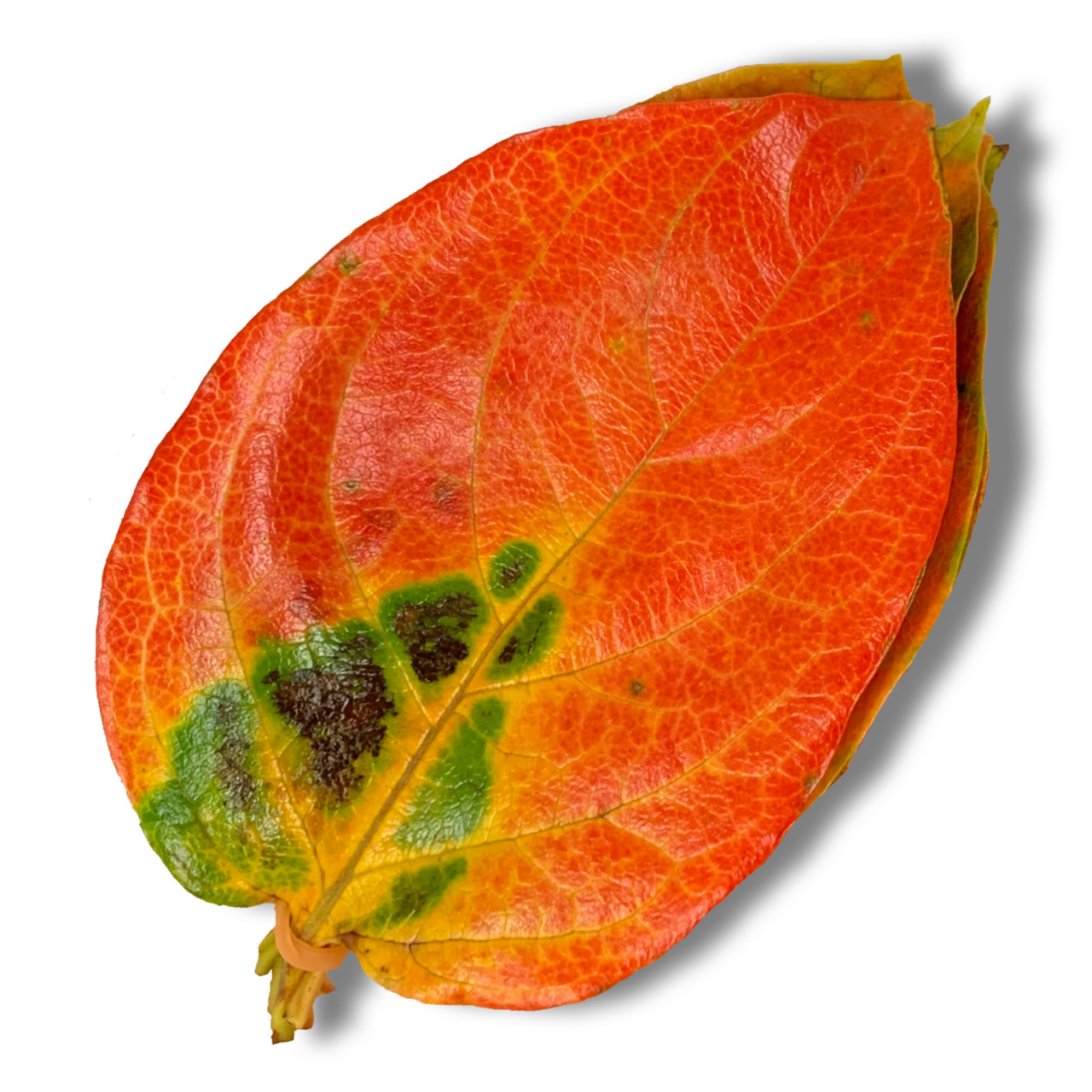 Ԋ`t/red leaf of japanese persimmons