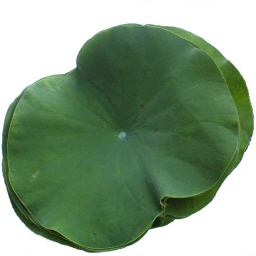 @̗t/leaves of lotus