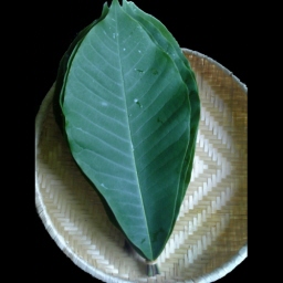 p̗t/Hoba leaves
