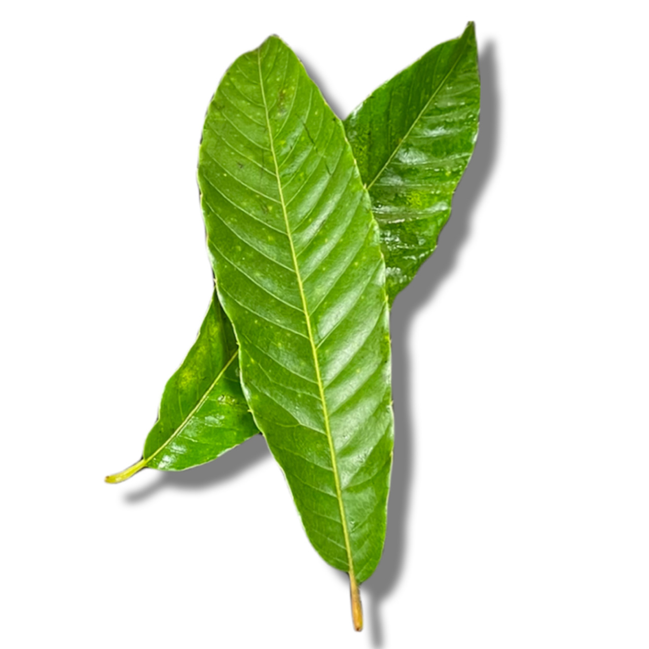 I̗t/Chestnuts leaves