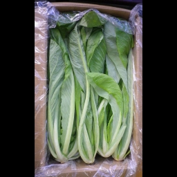 O͓/Mikawashima spinach