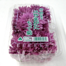 Ă̂ق/violet chrysanthemum