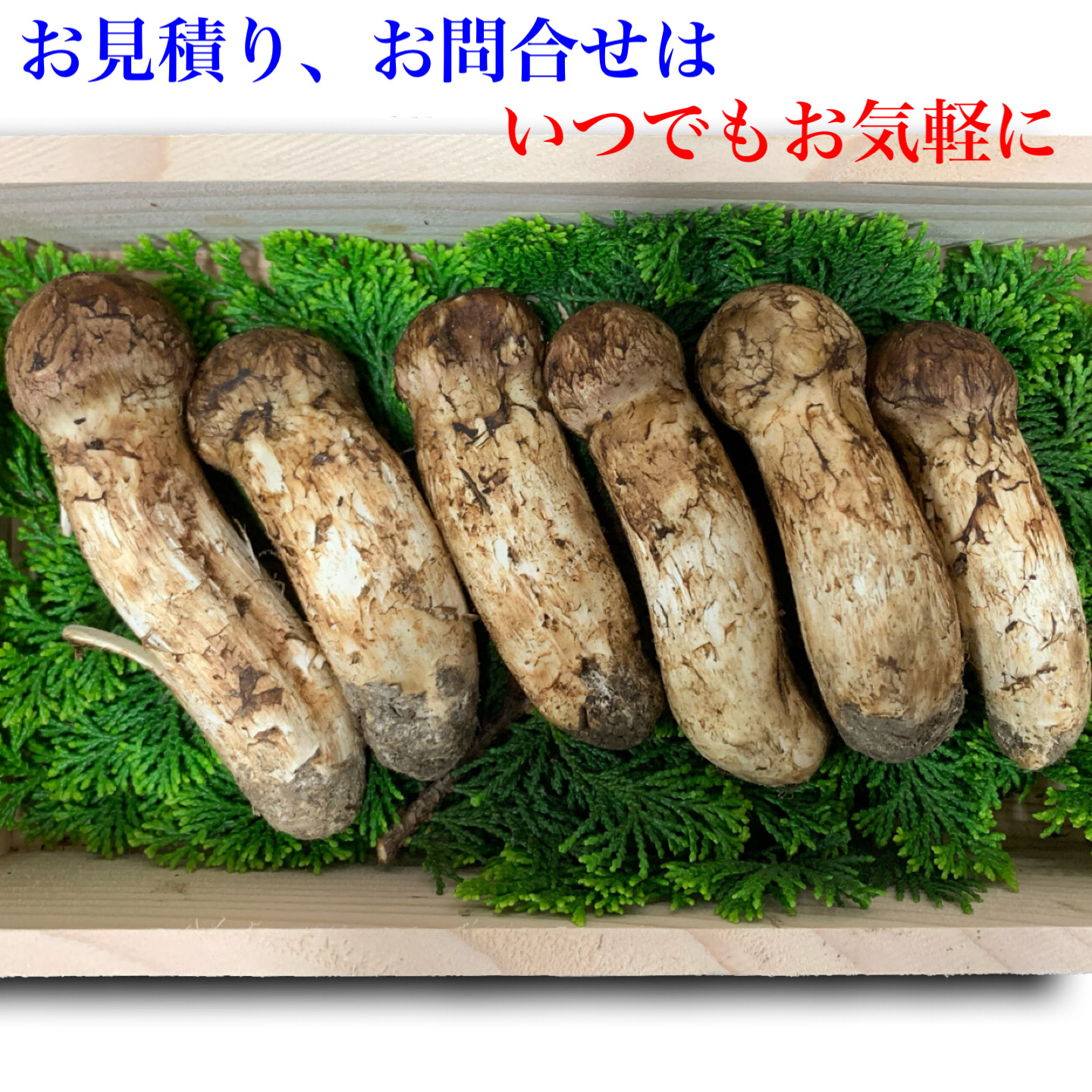  / Matsutake mushroom